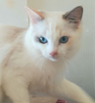 ラグドール【神奈川県・女の子・2019年7月25日・ブルートーティポイント】の写真「おっとりした優しい雰囲気の可愛い子です。」