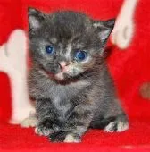 エキゾチックショートヘア【神奈川県・女の子・2017年10月24日・トーティシェル】の写真1