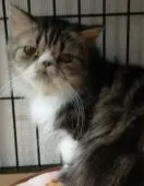 エキゾチックショートヘア【神奈川県・男の子・2018年9月24日・ブラウンタビー&ホワイト ロングヘアーです。】の写真1