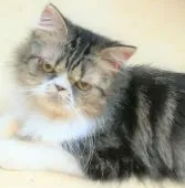 エキゾチックショートヘア【神奈川県・男の子・2018年9月24日・ブラウンタビー&ホワイト ロングヘアーです。】の写真3