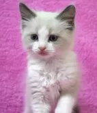 ラグドール【神奈川県・男の子・2024年1月26日・ブルーポイントバイカラー】の写真5