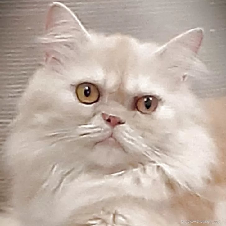 ID：2405-02487の子猫