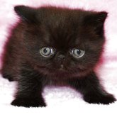 エキゾチックショートヘア