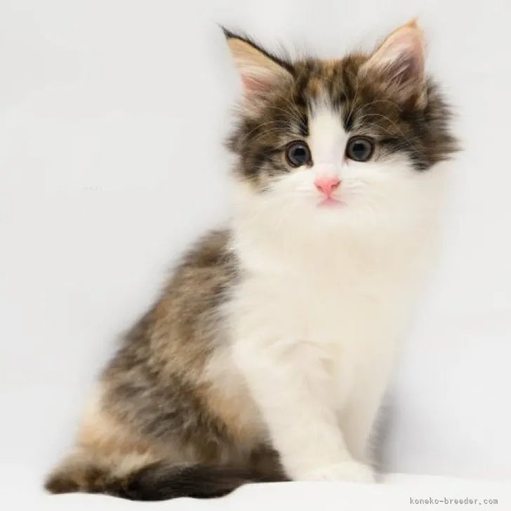 ID：2309-00212の子猫