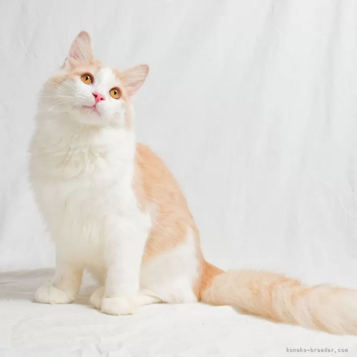 ID：2410-02821の子猫