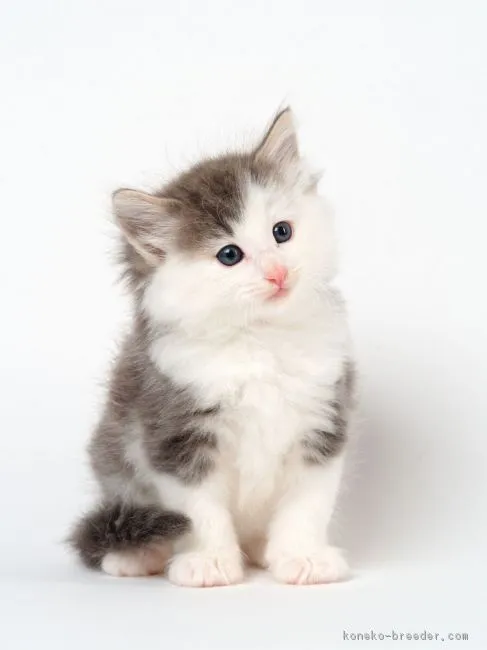 ID:1711-00623の子猫