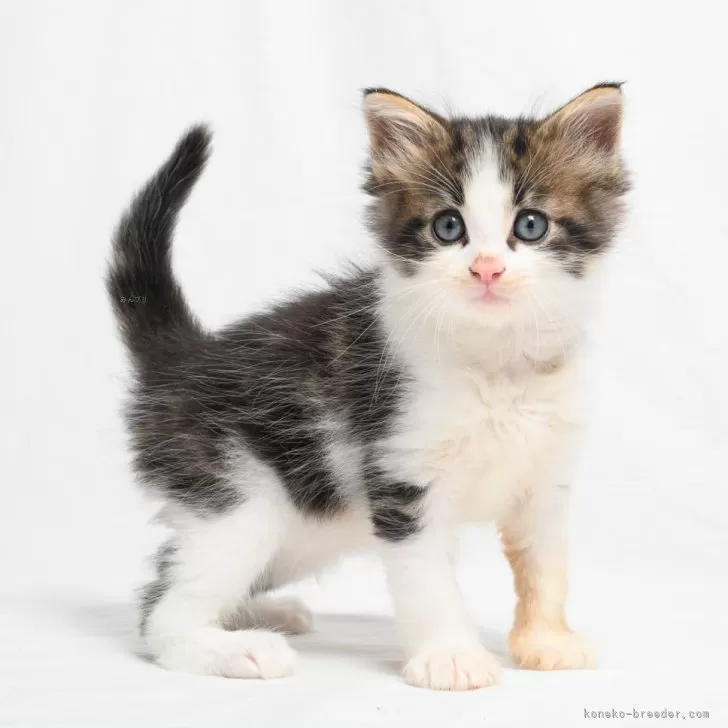 ID：2412-00202の子猫