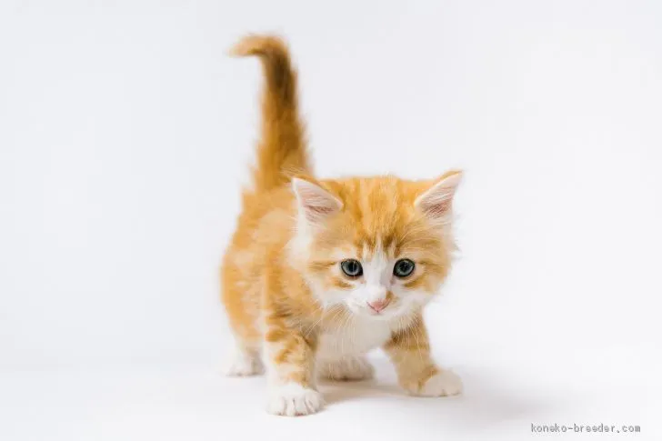 ID：1907-00705の子猫