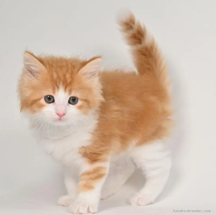 ID:2302-00936の子猫