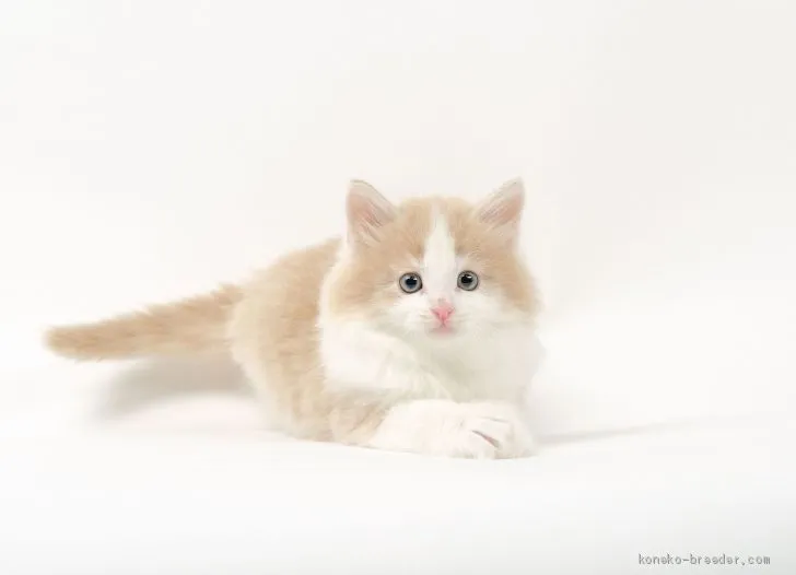 ID：2005-01049の子猫