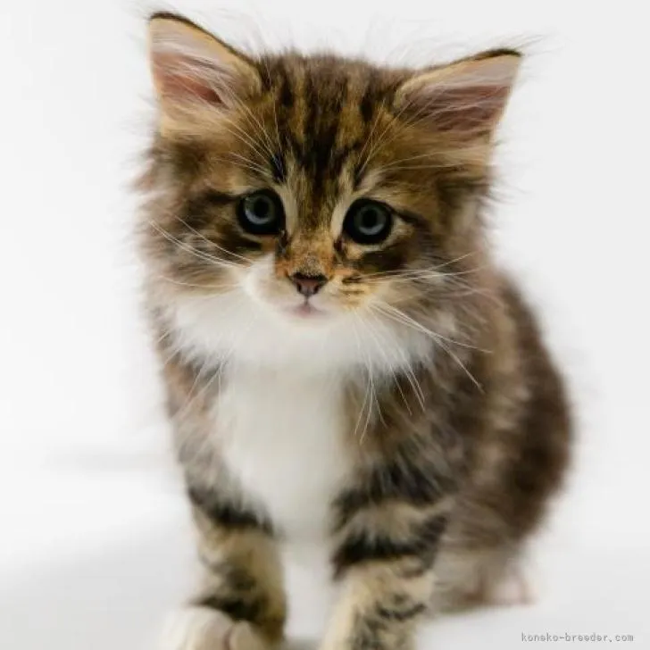 ID:2209-02757の子猫
