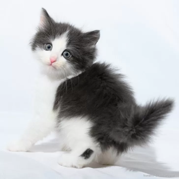 ID:2402-00379の子猫