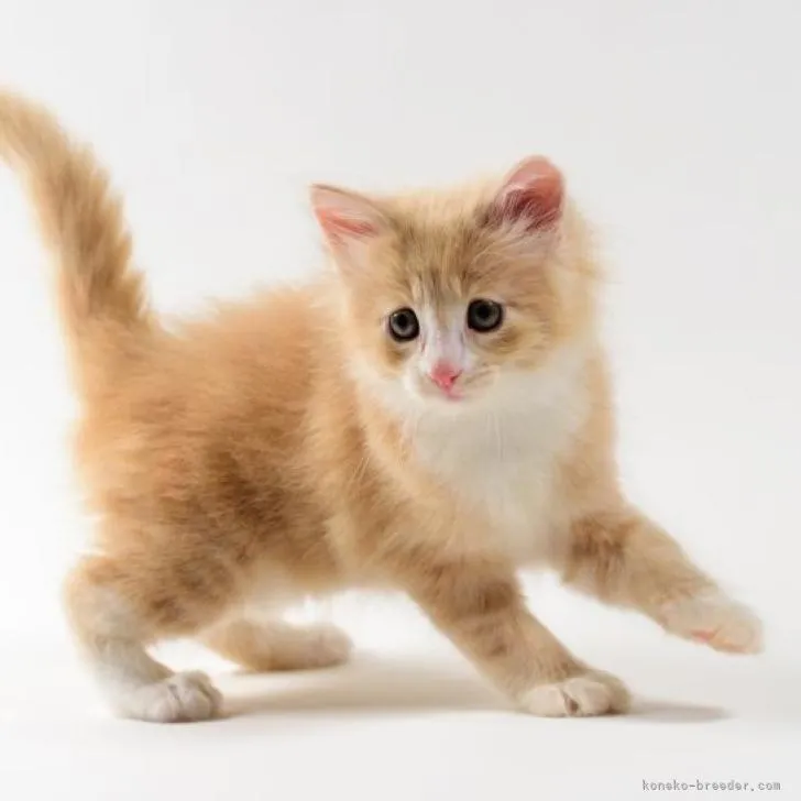 ID:2209-02760の子猫
