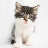 ノルウェージャンフォレストキャット【福岡県・女の子・2024年6月11日・ブラックマッカレルタビー&ホワイト】の写真1