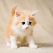 ノルウェージャンフォレストキャット【福岡県・男の子・2019年5月23日・】の写真4「兄弟の中では、目が１番くりっとしてます。」