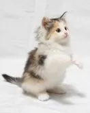 ノルウェージャンフォレストキャット【福岡県・女の子・2023年10月18日・ブルーシルバートービー&ホワイト】の写真4