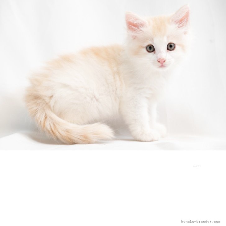 ブリーダー画像