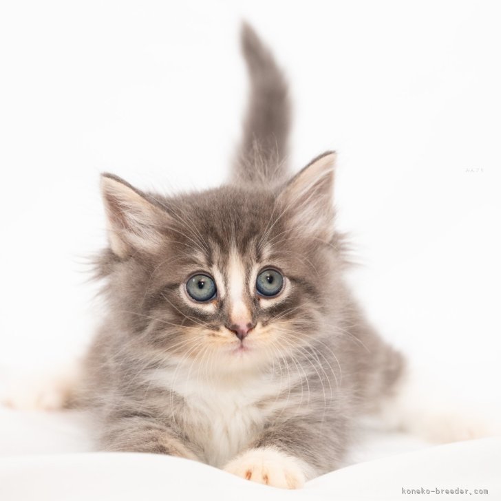 ブリーダー画像