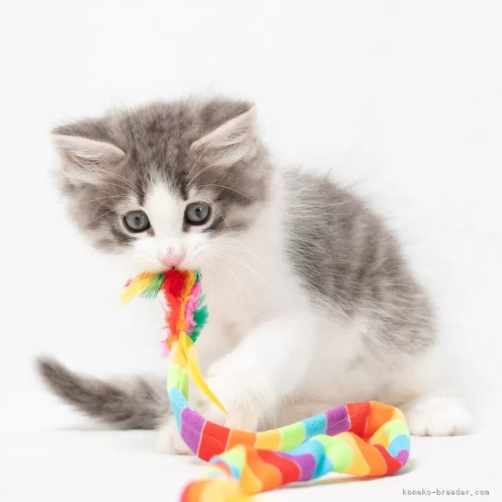 ID：2501-02575の子猫