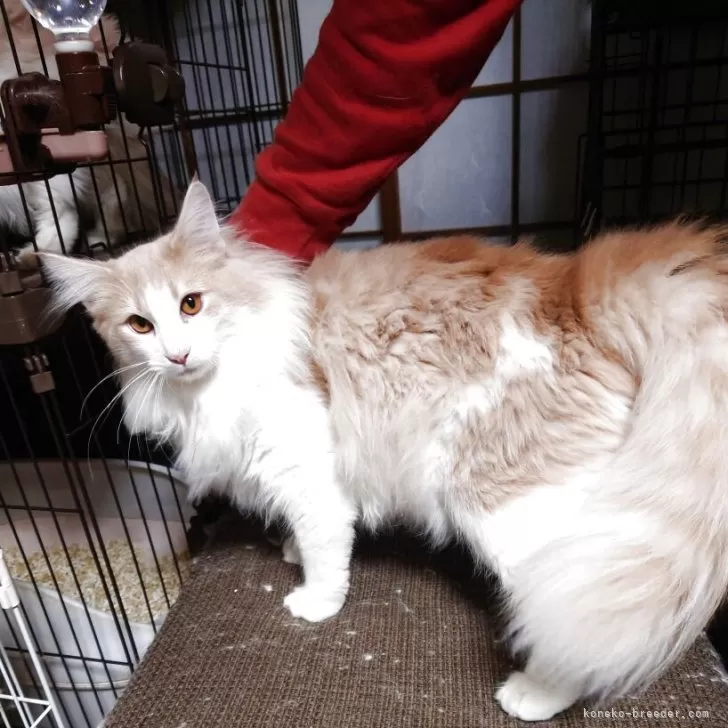 ノルウェージャンフォレストキャット【福岡県・男の子・2025年2月24日・クリームマッカレルタビー&amp;ホワイト】の写真1