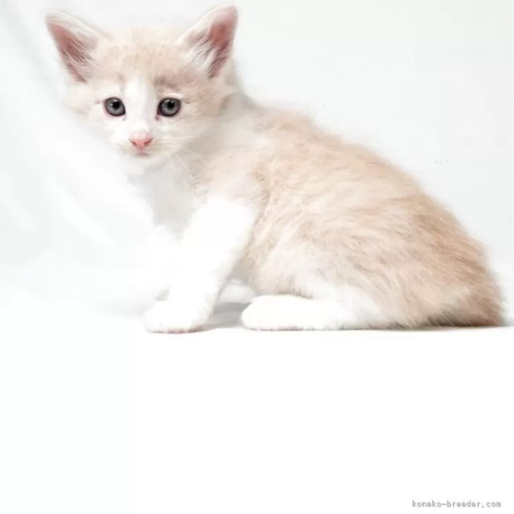 ノルウェージャンフォレストキャット【福岡県・男の子・2025年2月24日・クリームマッカレルタビー&amp;ホワイト】の写真1