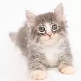 ノルウェージャンフォレストキャット