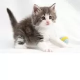 ノルウェージャンフォレストキャット