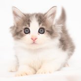 ノルウェージャンフォレストキャット