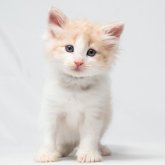 ノルウェージャンフォレストキャット