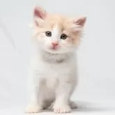 ノルウェージャンフォレストキャット