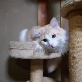 ノルウェージャンフォレストキャット