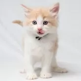 ノルウェージャンフォレストキャット