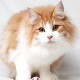 ノルウェージャンフォレストキャット