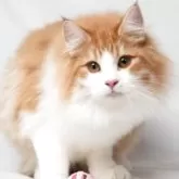 ノルウェージャンフォレストキャット