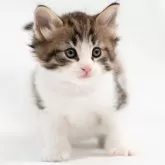 ノルウェージャンフォレストキャット