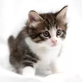 ノルウェージャンフォレストキャット