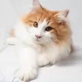 ノルウェージャンフォレストキャット