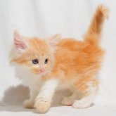 ノルウェージャンフォレストキャット