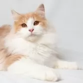 ノルウェージャンフォレストキャット