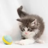 ノルウェージャンフォレストキャット