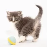 ノルウェージャンフォレストキャット【福岡県・女の子・2025年6月8日・ブルーマッカレルタビー&ホワイト】の写真2