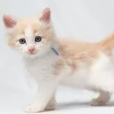 ノルウェージャンフォレストキャット【福岡県・男の子・2025年2月24日・クリームクラシックタビー&ホワイト】の写真2