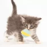 ノルウェージャンフォレストキャット【福岡県・女の子・2025年6月8日・ブルーマッカレルタビー&ホワイト】の写真4