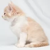 ノルウェージャンフォレストキャット【福岡県・男の子・2025年2月24日・クリームマッカレルタビー&ホワイト】の写真4