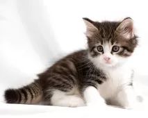 ノルウェージャンフォレストキャット【福岡県・女の子・2025年7月15日・ブラックマッカレルタビー&ホワイト】の写真5