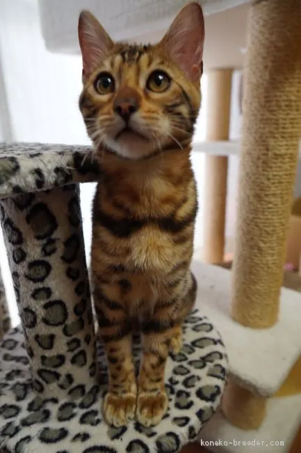 ID:2002-00724の子猫