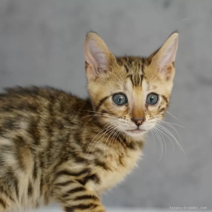 ID：2409-00909の子猫