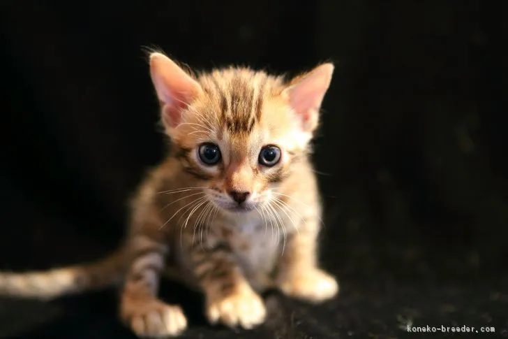 ルビーくん 様のお迎えした子猫