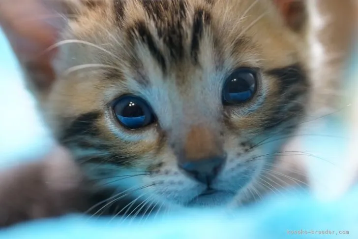 ID:2109-00762の子猫