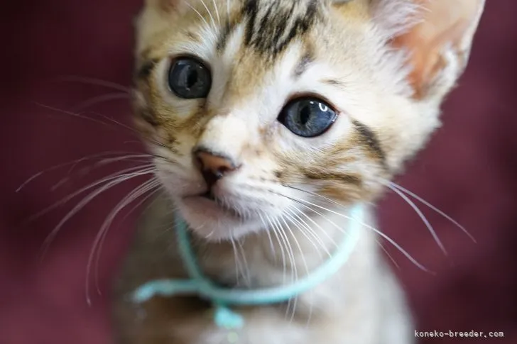 T.K 様のお迎えした子猫